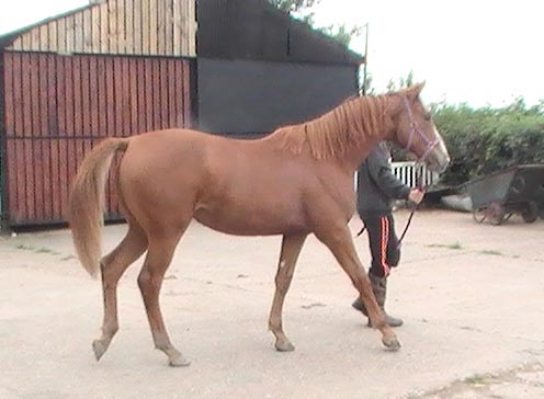 High Offley Poppy - Sport Horse                                                                     